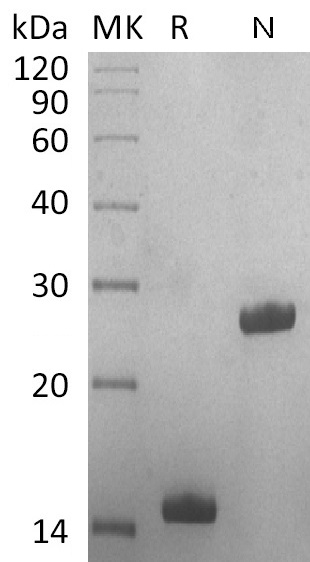Human GDF-5+SDS-PAGE.jpg